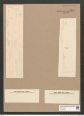 Synedra sp. (de-Toni-Nr.: Genus 66) Zeichnungen Sammlung Grunow Nr. 5390 (NHMW-BOT-W0373820)